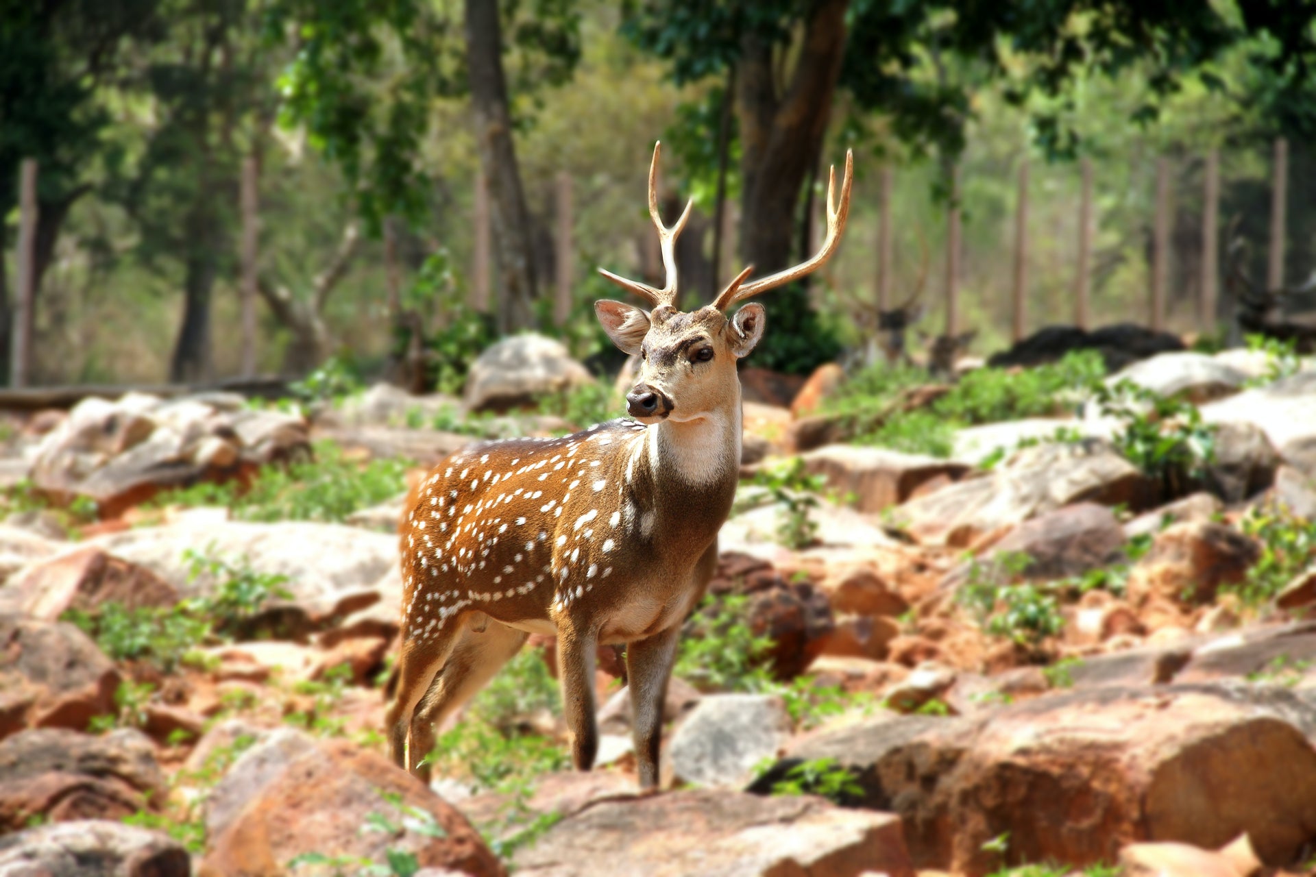 are antlers safer for dogs to chew on than bones